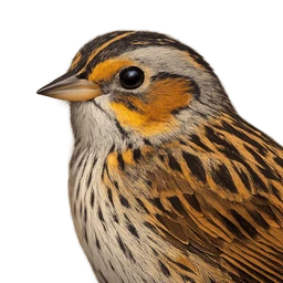 Nelson's Sparrow, profile