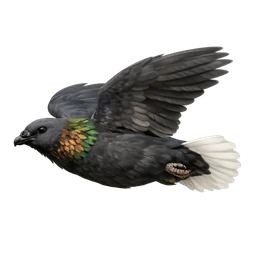 Nicobar Pigeon, in flight