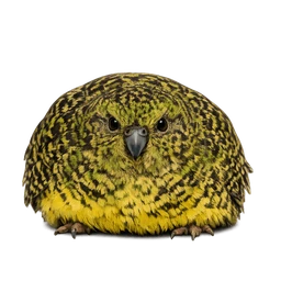 Night Parrot