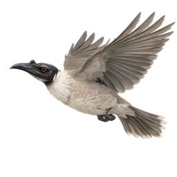Noisy Friarbird, in flight