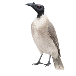 Noisy Friarbird