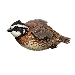 Northern Bobwhite, in flight