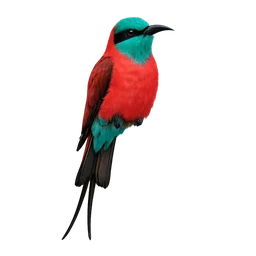 Northern Carmine Bee-eater