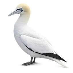 Northern Gannet