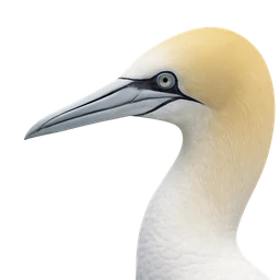 Northern Gannet, profile