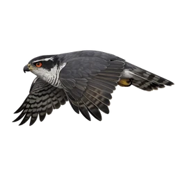 Northern Goshawk, in flight