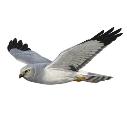 Northern Harrier, in flight