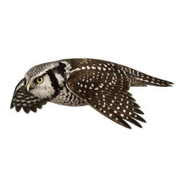Northern Hawk Owl, in flight