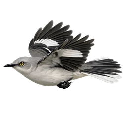 Northern Mockingbird, in flight