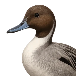 Northern Pintail, profile
