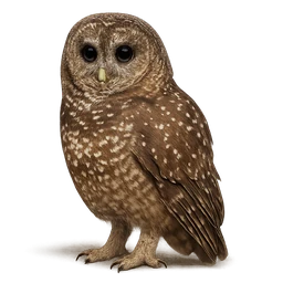 Northern Spotted Owl
