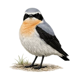 Northern Wheatear