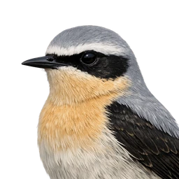 Northern Wheatear, profile