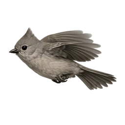 Oak Titmouse, in flight