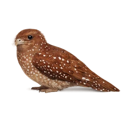 Oilbird