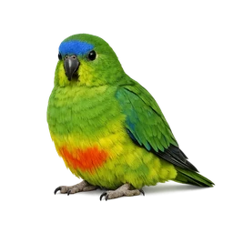 Orange-bellied Parrot