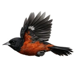 Orchard Oriole, in flight