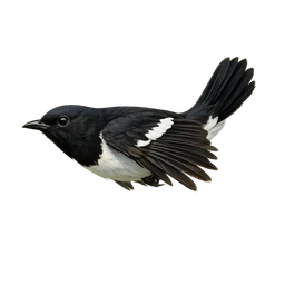 Oriental Magpie-Robin, in flight