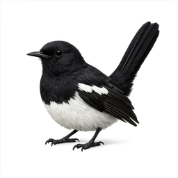 Oriental Magpie-Robin