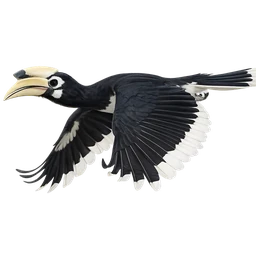 Oriental Pied Hornbill, in flight
