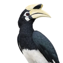 Oriental Pied Hornbill, profile