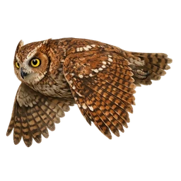 Oriental Scops-Owl, in flight