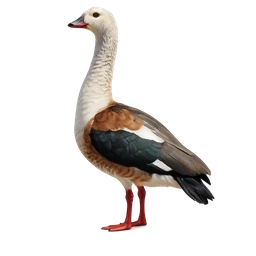 Orinoco Goose