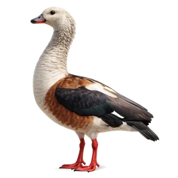 Orinoco Goose, profile