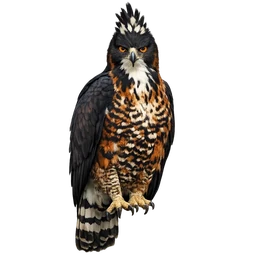 Ornate Hawk-Eagle