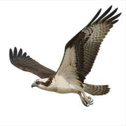 Osprey, in flight