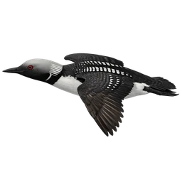 Pacific Loon, in flight