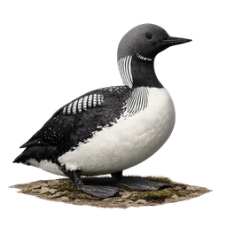 Pacific Loon