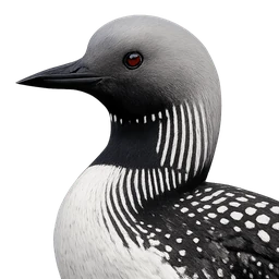 Pacific Loon, profile