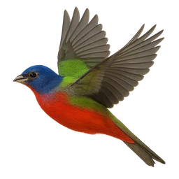 Painted Bunting, in flight