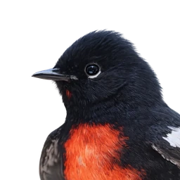 Painted Redstart, profile