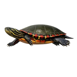 Painted Turtle, in flight