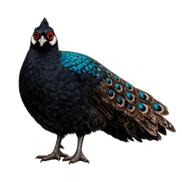 Palawan Peacock-Pheasant