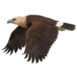Pallas’s Fish Eagle, in flight