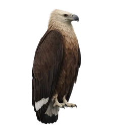 Pallas’s Fish Eagle