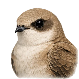 Pallid Swift, profile