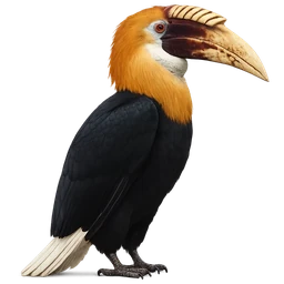 Papuan Hornbill