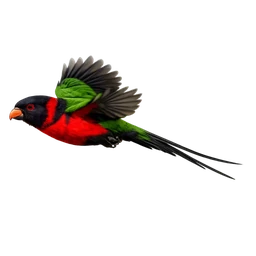 Papuan Lorikeet, in flight
