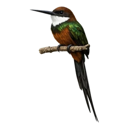 Paradise Jacamar