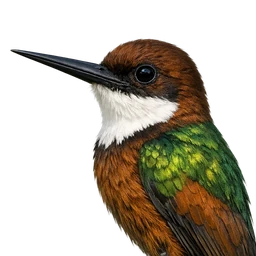 Paradise Jacamar, profile