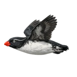Parakeet Auklet, in flight