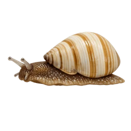 Partula Snail, in flight