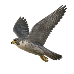 Slechtvalk (Peregrine Falcon), in vlucht, eerdere afbeelding (opent op volledige grootte)