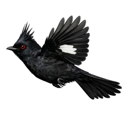 Phainopepla, in flight