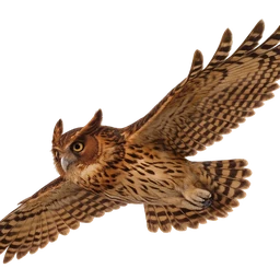 Philippine Eagle-Owl, in flight