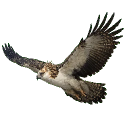 Philippine Eagle, in flight